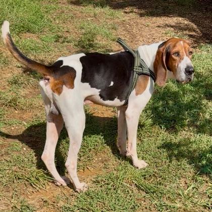 OLE RED - Coonhound / Mix available for adoption