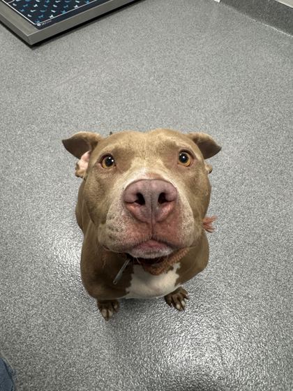 FURGIE - Pit Bull Terrier / Mix available for adoption
