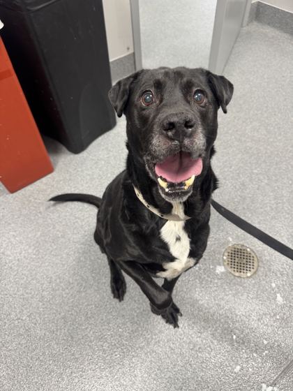 PLUTO - Labrador Retriever / Mix available for adoption