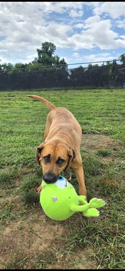 DELTA DAWN - Mountain Cur / Mix available for adoption
