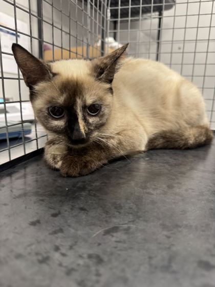 LITTLE DEBBIE - Domestic Shorthair / Mix available for adoption