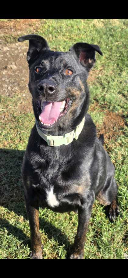CLEAR SKY - Labrador Retriever / Mix available for adoption