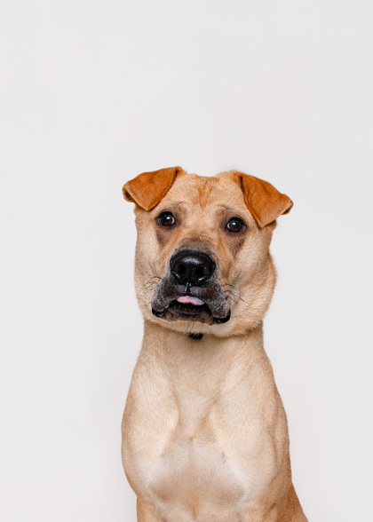 AREZ - Mixed Breed, Large (over 44 lbs fully grown) / Mix available for adoption