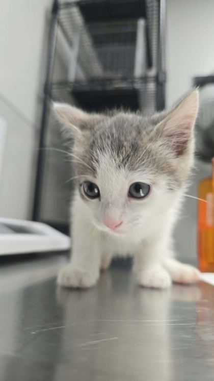 FOGGY - Domestic Shorthair / Mix available for adoption