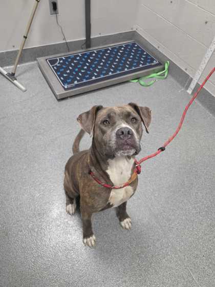 RAEYA - Pit Bull Terrier / Mix available for adoption