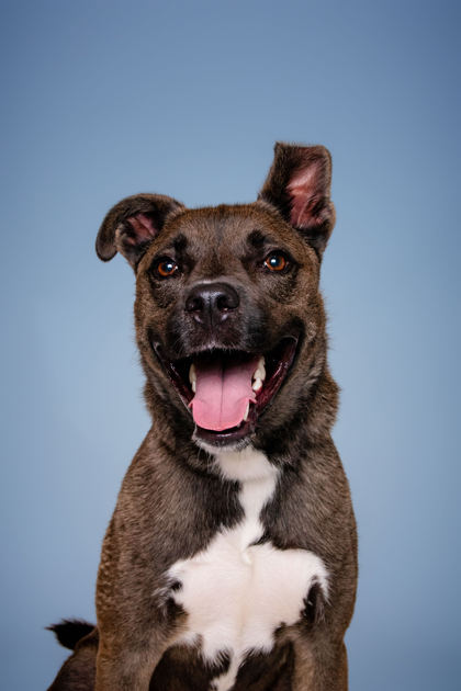 BONZAI - Labrador Retriever / Mix available for adoption
