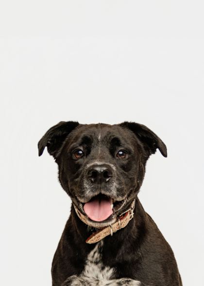 SCOUT - Labrador Retriever / Mix available for adoption