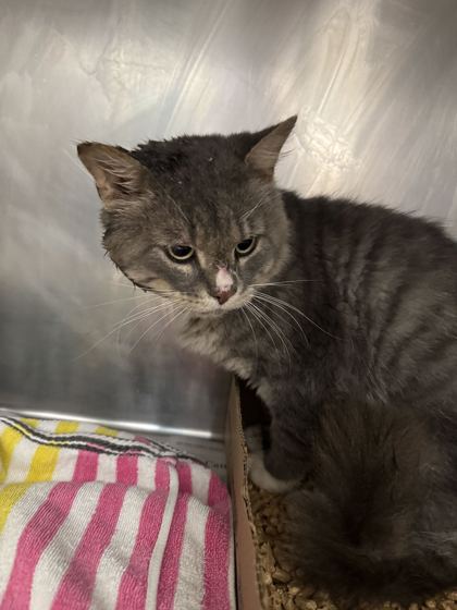 ASTRO - Domestic Shorthair / Mix available for adoption
