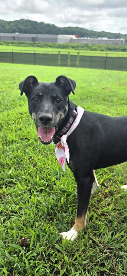CAMMIE - Australian Cattle Dog / Mix available for adoption
