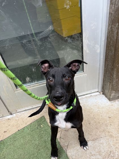 SULLIVAN - Feist / Mix available for adoption