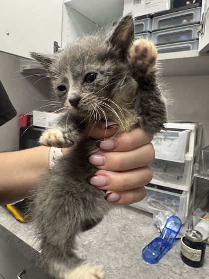MERYL SCREAM - Domestic Shorthair / Mix available for adoption
