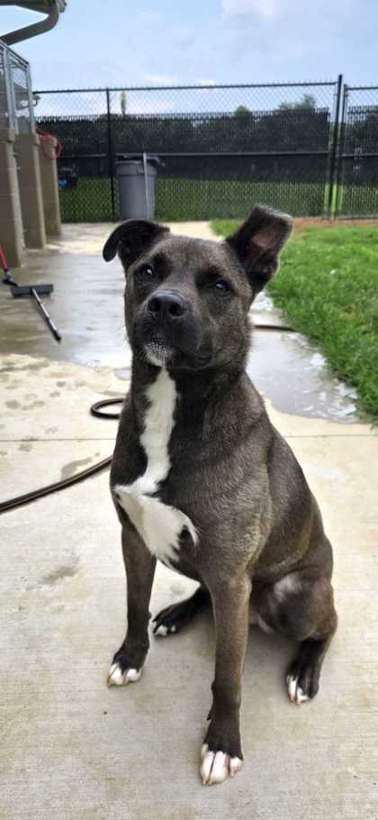 BONZAI - Labrador Retriever / Mix available for adoption