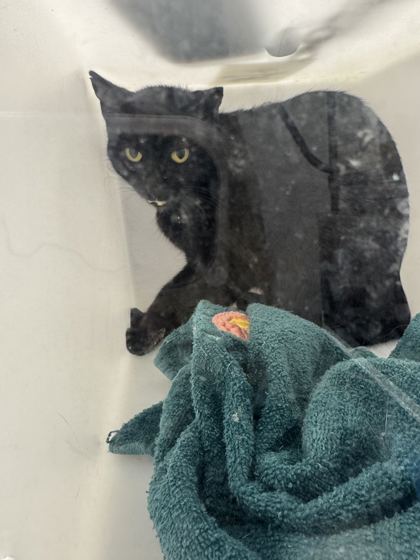 JOLENE - Domestic Shorthair / Mix available for adoption