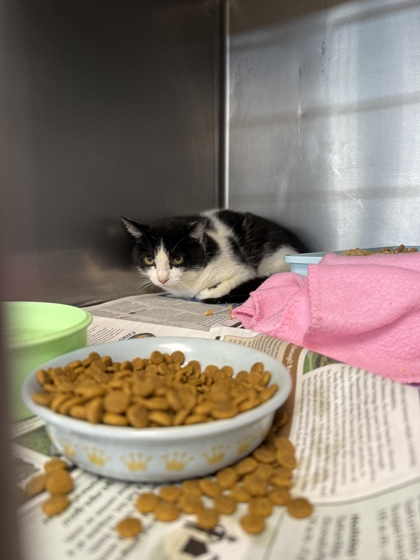 ROSE - Domestic Shorthair / Mix available for adoption