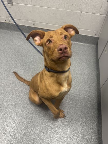 ZEUS - Mixed Breed, Medium (up to 44 lbs fully grown) / Mix available for adoption