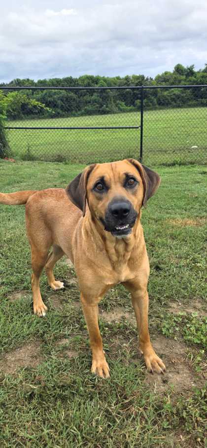 DELTA DAWN - Mountain Cur / Mix available for adoption