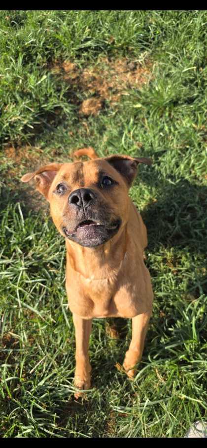 DRAVIN - Black-Mouth Cur / Mix available for adoption