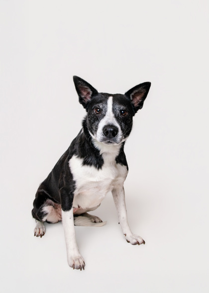 PAWLENE - Mixed Breed, Medium (up to 44 lbs fully grown) / Mix available for adoption