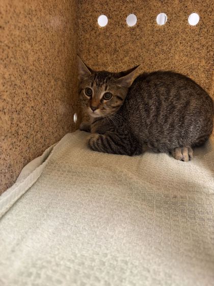 WI-FI - Domestic Shorthair / Mix available for adoption