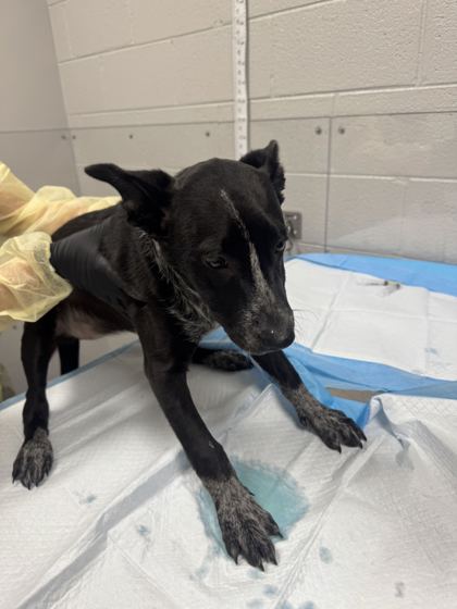 NOODLES - Australian Cattle Dog / Mix available for adoption