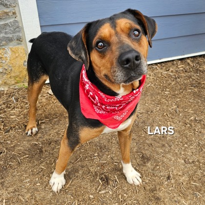LARS - Beagle / Mix available for adoption
