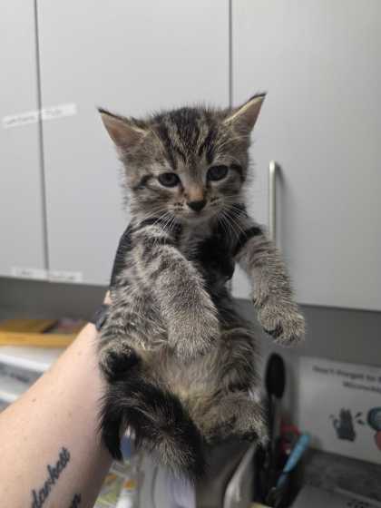 ANAHEIM - Domestic Shorthair / Mix available for adoption