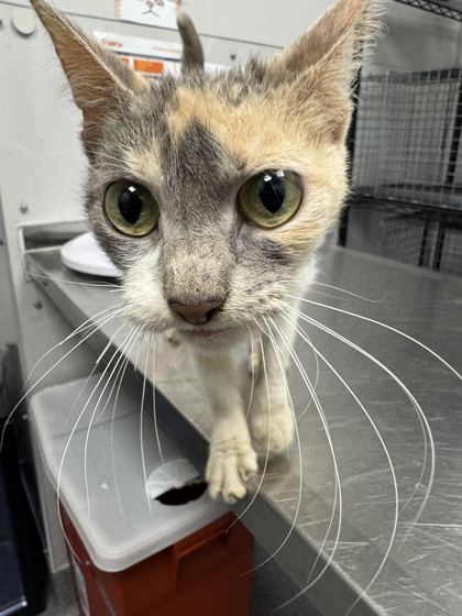 APPLE PIE - Domestic Shorthair / Mix available for adoption