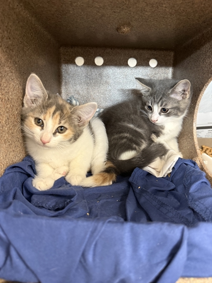 WEST VIRGINIA - Domestic Shorthair / Mix available for adoption