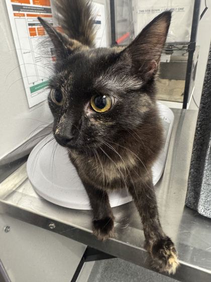 MOANA - Domestic Shorthair / Mix available for adoption