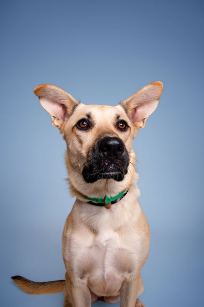 CANELA - Shepherd / Mix available for adoption