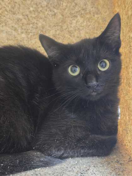 SANTA MARIA - Domestic Shorthair / Mix available for adoption