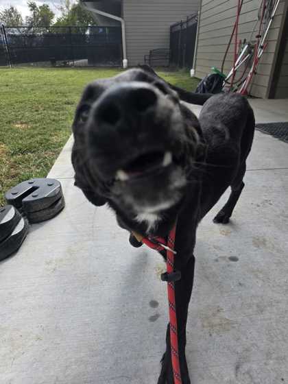BRAD - Labrador Retriever / Mix available for adoption