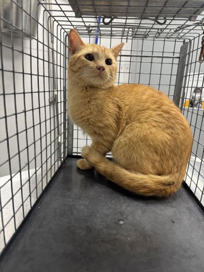 AUGIE - Domestic Shorthair / Mix available for adoption