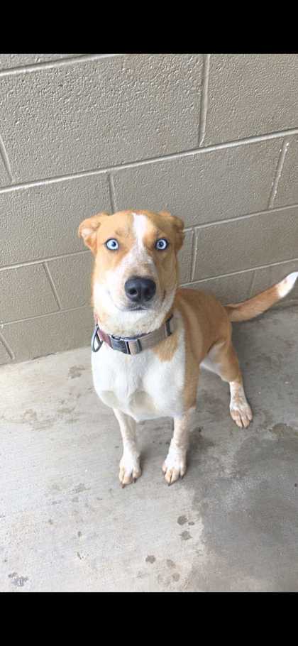MAYLEE - Mixed Breed, Large (over 44 lbs fully grown) / Mix available for adoption