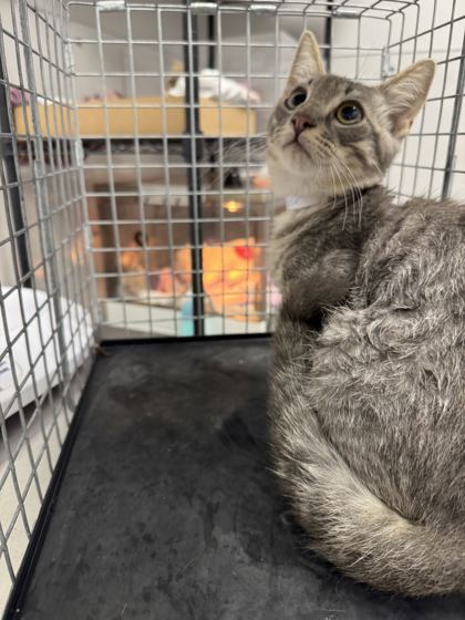 ASHER - Domestic Shorthair / Mix available for adoption