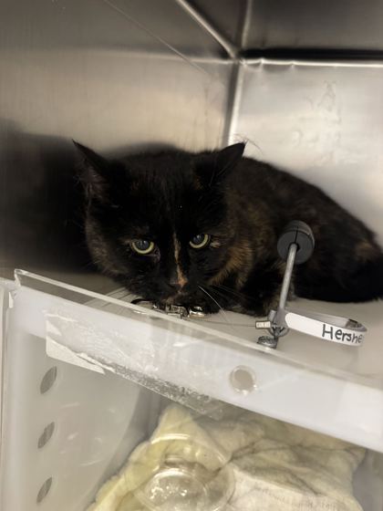 KEYSTONE - Domestic Shorthair / Mix available for adoption
