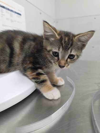 LAURYN HILL - Domestic Shorthair / Mix available for adoption