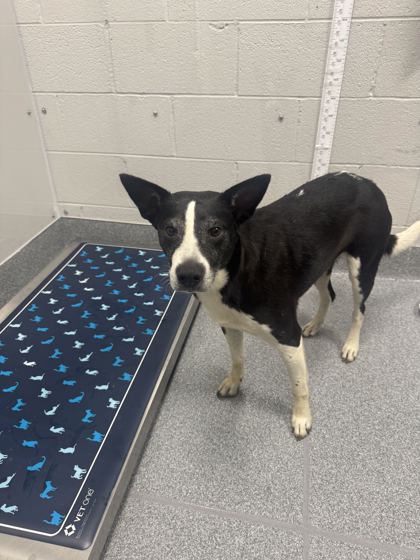 PAWLENE - Mixed Breed, Medium (up to 44 lbs fully grown) / Mix available for adoption