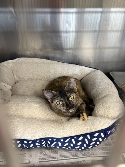 HORSEFEATHERS - Domestic Shorthair / Mix available for adoption