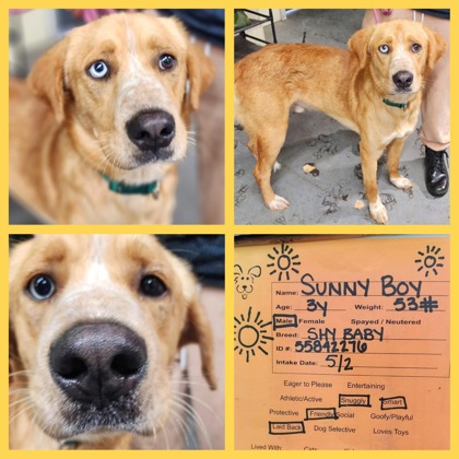 SUNNY BOY - Mixed Breed, Large (over 44 lbs fully grown) / Mix available for adoption