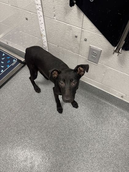 MARNIE - Labrador Retriever / Mix available for adoption