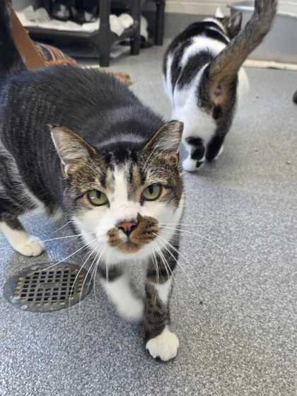 SPECKLES - Domestic Shorthair / Mix available for adoption