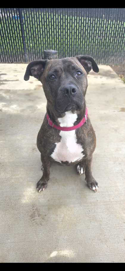 BERKLEY - Mountain Cur / Mix available for adoption
