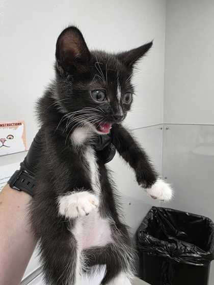 BATT - Domestic Shorthair / Mix available for adoption