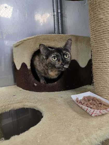 HORSEFEATHERS - Domestic Shorthair / Mix available for adoption