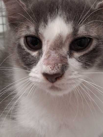 ABBY