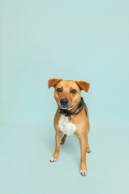 NOODLE - Beagle / Mix available for adoption