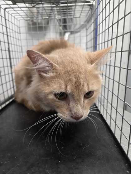 QUAGMIRE - Domestic Medium Hair / Mix available for adoption