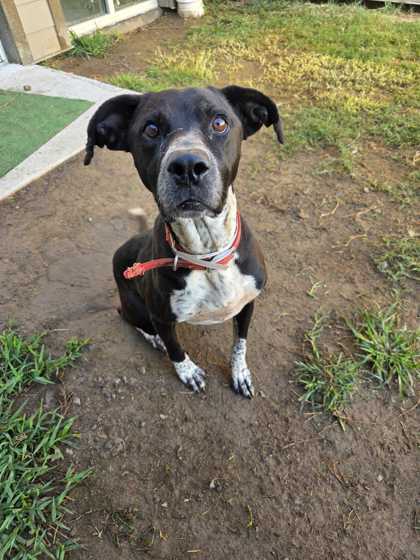 RIVER - Mountain Cur / Mix available for adoption