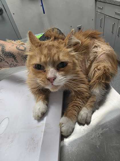CORALINE - Domestic Longhair / Mix available for adoption